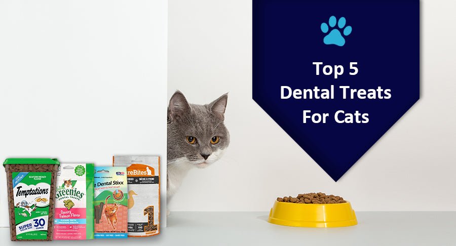 Top 5 Dental Treats For Cats in 2024 - Kwik Pets