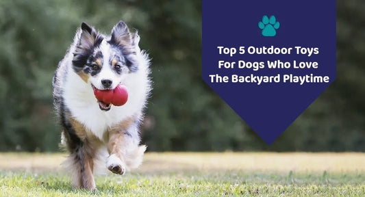 Top 5 Outdoor Toys For Dogs Who Love The Backyard Playtime - Kwik Pets