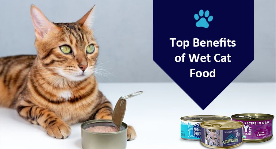 Top 7 Benefits of Wet Cat Food - Kwik Pets