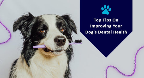 Top Tips On Improving Your Dog's Dental Health - Kwik Pets