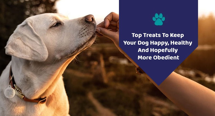 Top Treats To Keep Your Dog Happy, Healthy – And Hopefully More Obedient