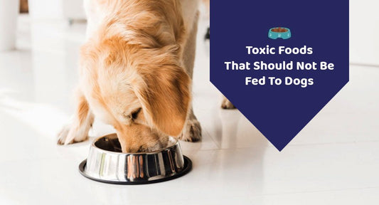 Toxic Foods That Should Not Be Fed To Dogs - Kwik Pets