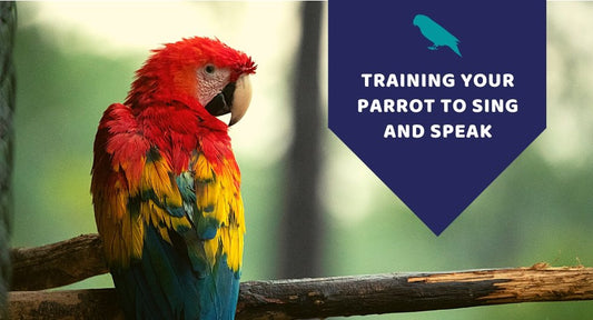 Training Your Parrot To Sing And To Speak - Kwik Pets