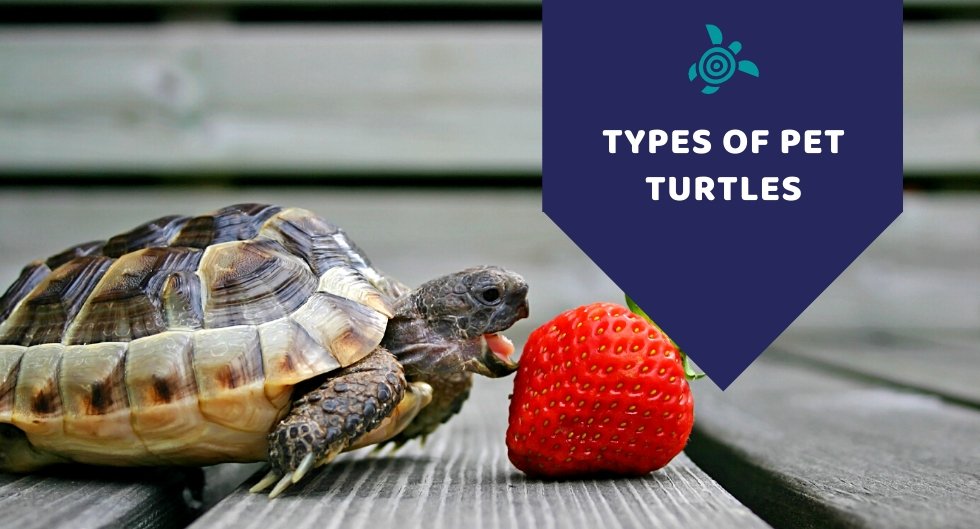 Types Of Pet Turtles - Kwik Pets