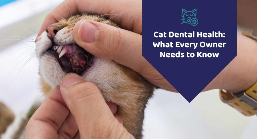 Understanding Cat Dental Health is Important for All Owners - Kwik Pets