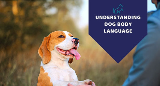 Understanding Dog Body Language - Kwik Pets
