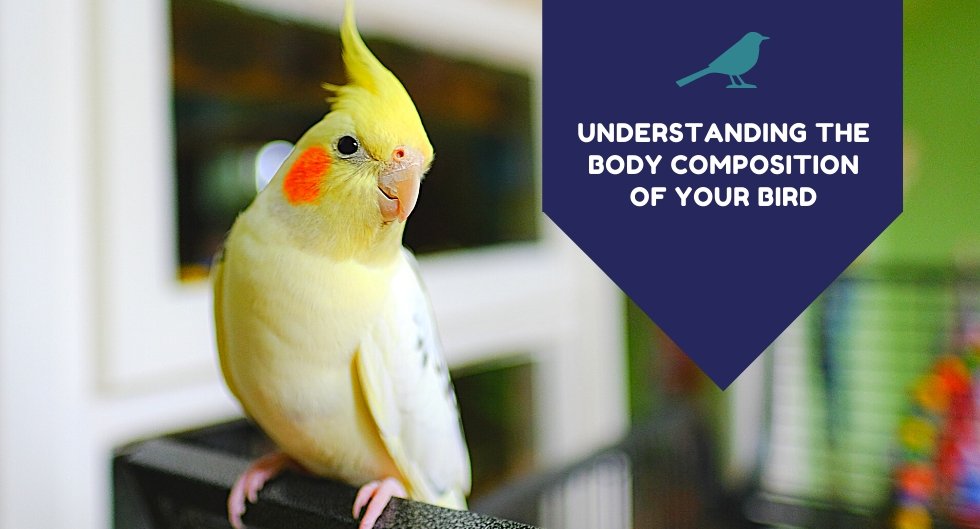 Understanding The Body Composition Of Your Bird