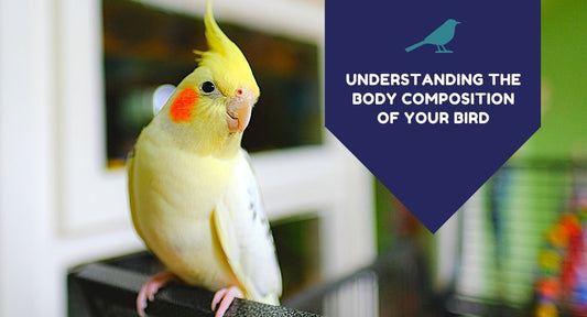 Understanding The Body Composition Of Your Bird - Kwik Pets