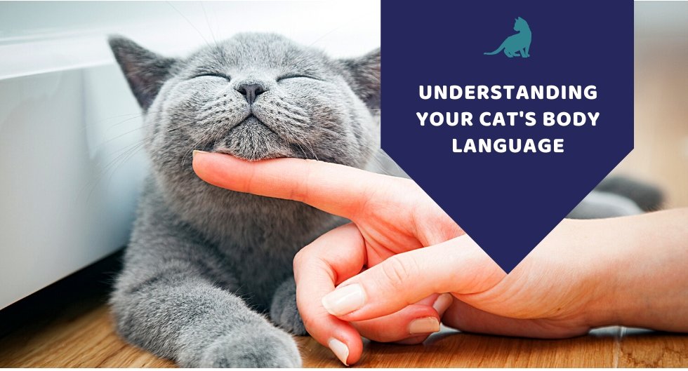 Understanding Your Cat’s Body Language - Kwik Pets