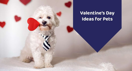 Valentine’s Day Ideas For Pets - Kwik Pets
