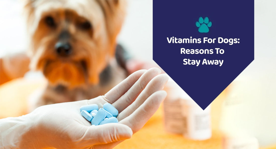 Vitamins For Dogs: Reasons To Stay Away - Kwik Pets