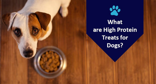 What are High Protein Treats for Dogs? - Kwik Pets
