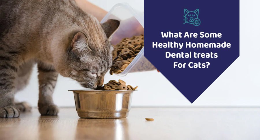 What Are Some Healthy Homemade Dental Treats For Cats? - Kwik Pets