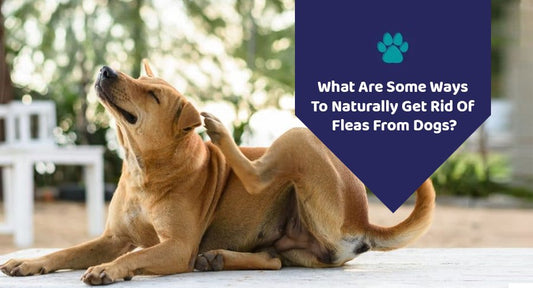 What Are Some Ways To Naturally Get Rid Of Fleas From Dogs? - Kwik Pets