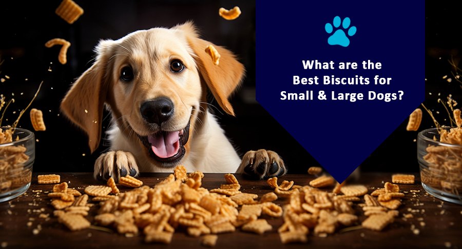 What are the Best Biscuits for Small and Large Dogs?