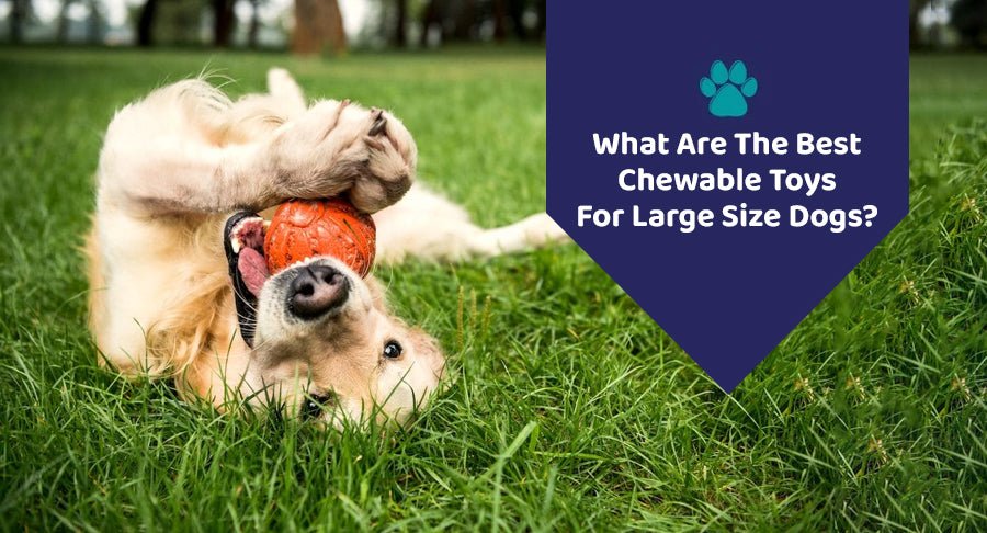 What Are The Best Chewable Toys For  Large Size Dogs?