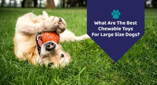 What Are The Best Chewable Toys For  Large Size Dogs? - Kwik Pets