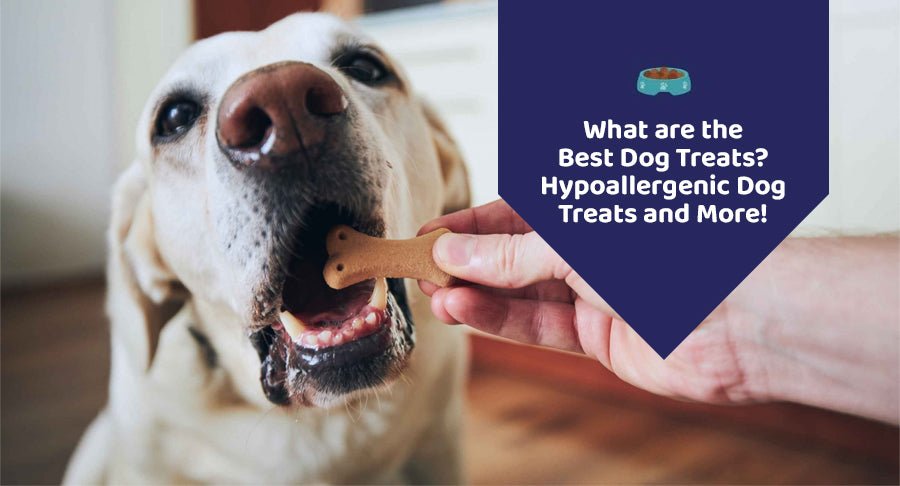 What are the Best Dog Treats? Hypoallergenic Dog Treats and More! - Kwik Pets