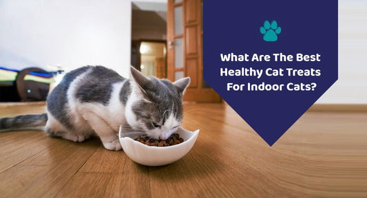 What Are The Best Healthy Cat Treats For Indoor Cats? - Kwik Pets
