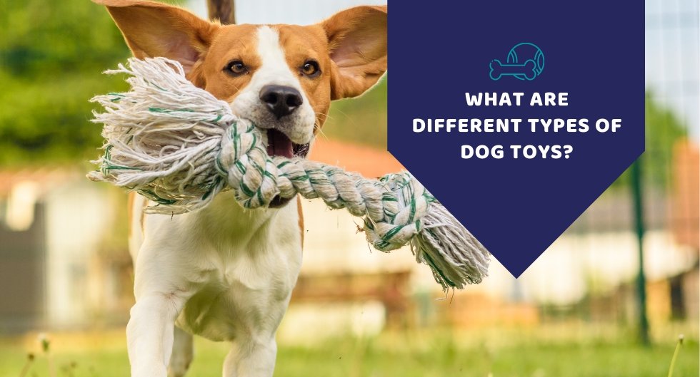 What Are The Different Types Of Dog Toys?