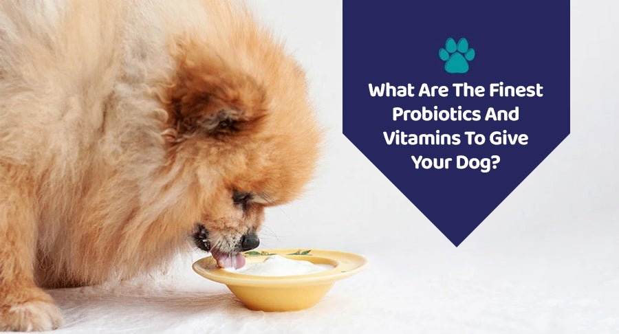 What Are The Finest Probiotics And Vitamins To Give Your Dog? - Kwik Pets