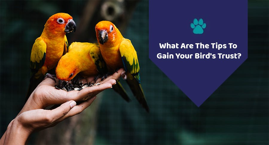 What Are The Tips To Gain Your Bird's Trust?