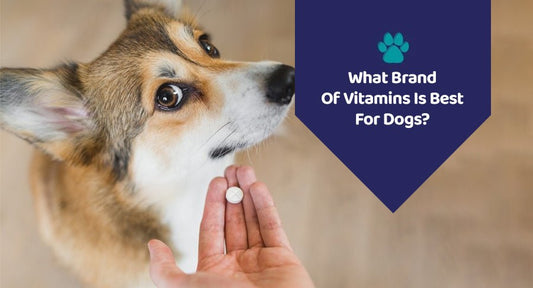 What Brand Of Vitamins Is Best For Dogs? - Kwik Pets