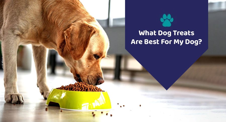 What Dog Treats Are Best For My Dog?
