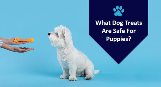 What Dog Treats Are Safe For Puppies? - Kwik Pets