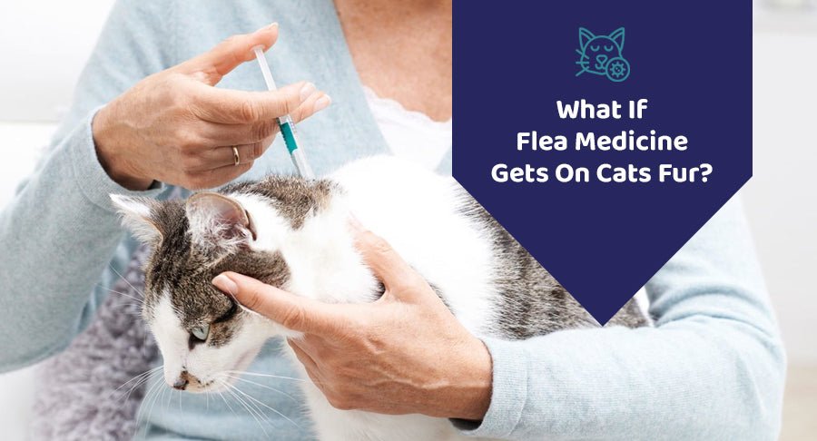 What If Flea Medicine Gets On Cats Fur?