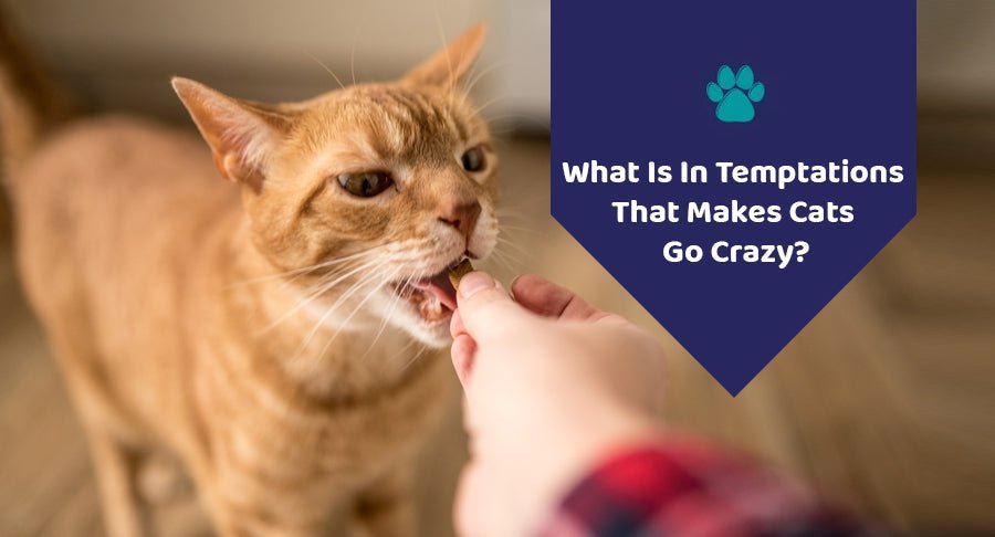 What Is In Temptations That Makes Cats Go Crazy? - Kwik Pets
