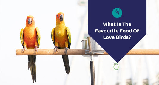 What Is The Favourite Food Of Love Birds? - Kwik Pets