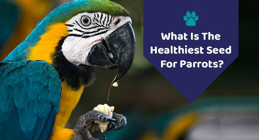 What Is The Healthiest Seed For Parrots? - Kwik Pets