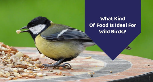What Kind Of Food Is Ideal For Wild Birds? - Kwik Pets