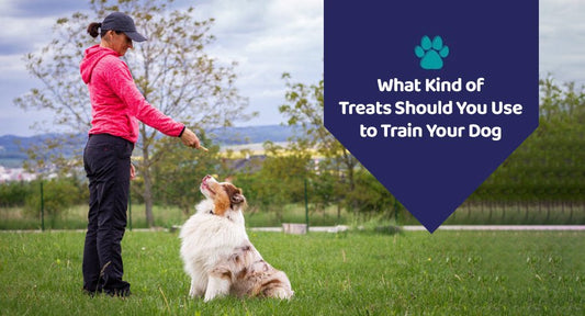 What Kind of Treats Should You Use to Train Your Dog? - Kwik Pets