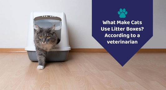 What Make Cats Use Litter Boxes? According to a veterinarian - Kwik Pets