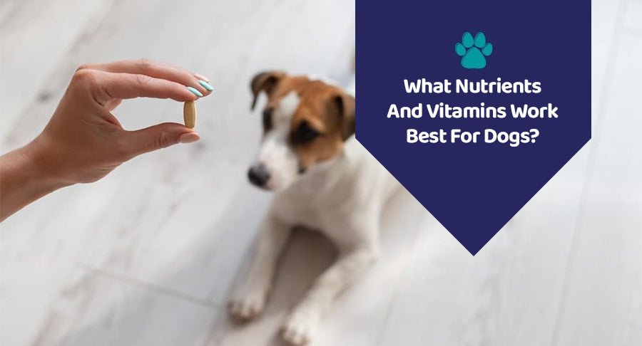 What Nutrients And Vitamins Work Best For Dogs?