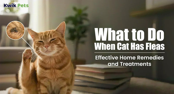 How to Get Rid of Fleas on Cats: 9 Natural Flea Treatments That Actually Work