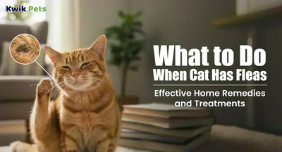 How to Get Rid of Fleas on Cats: 9 Natural Flea Treatments That Actually Work