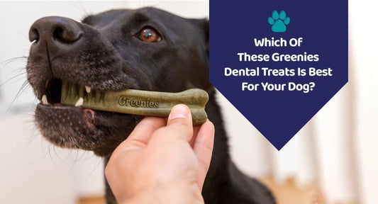 Which Of These Greenies Dental Treats Is Best For Your Dog? - Kwik Pets