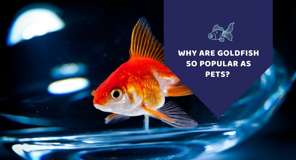Why Are Goldfish So Popular As Pets?