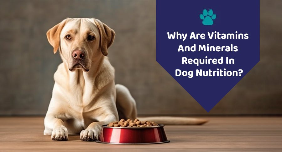 Why Are Vitamins And Minerals Required In Dog Nutrition?
