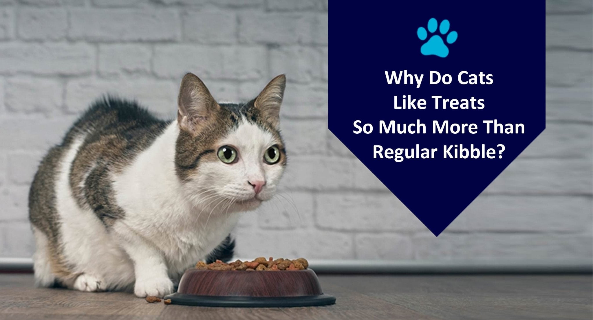 Why Do Cats Like Treats So Much More Than Regular Kibble?