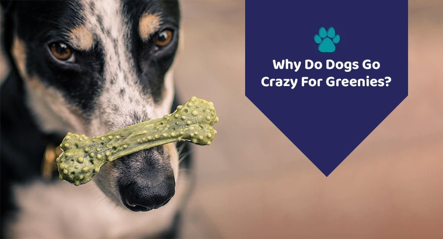 Why Do Dogs Go Crazy For Greenies?