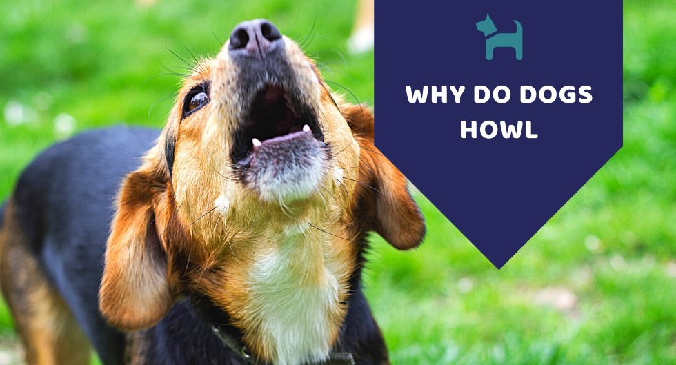 Why Do Dogs Howl - Kwik Pets