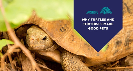 Why Do Turtles And Tortoises Make Good Pets? - Kwik Pets