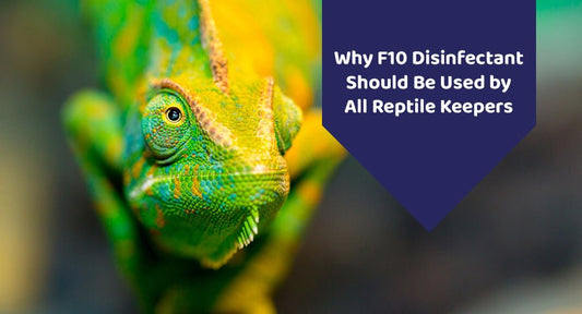 Why F10 Disinfectant Should Be Used by All Reptile Keepers - Kwik Pets