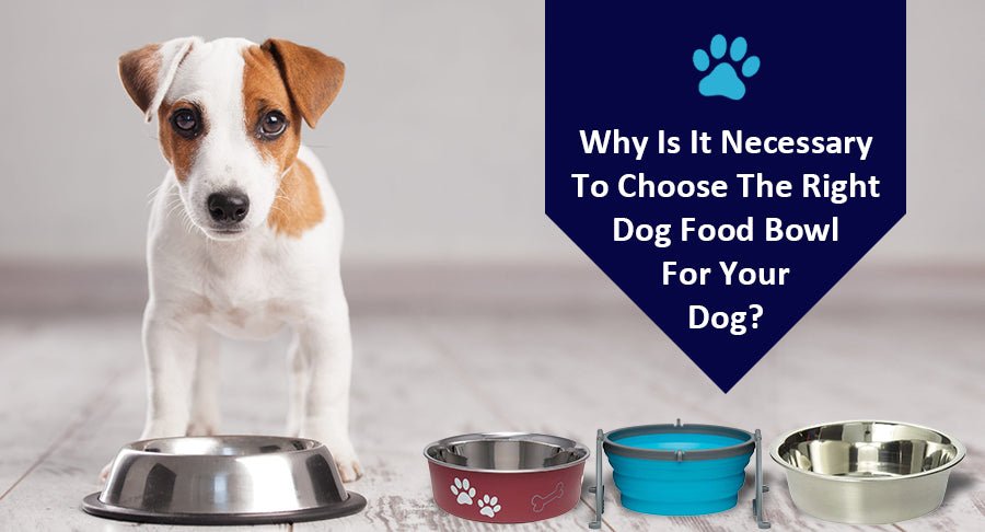 Why Is It Necessary To Choose The Right Dog Food Bowl For Your Dog? - Kwik Pets