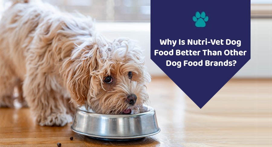 Why Is Nutri-Vet Dog Food Better Than Other Dog Food Brands?