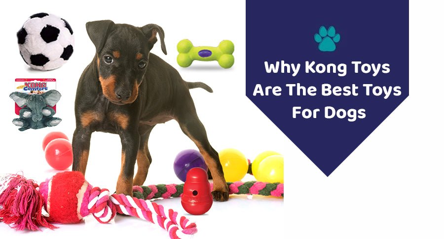 Why Kong Toys Are The Best Toys For Dogs?